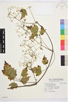 串鼻龍藏品圖，第1張