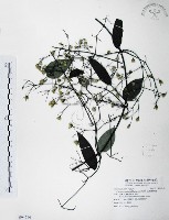 柱果鐵線蓮藏品圖，第1張