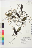 柱果鐵線蓮藏品圖，第2張