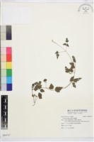 串鼻龍藏品圖，第1張