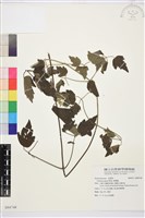 串鼻龍藏品圖，第1張