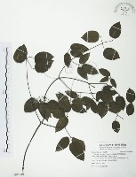 柱果鐵線蓮藏品圖，第1張