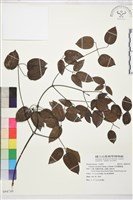 柱果鐵線蓮藏品圖，第2張