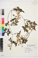 串鼻龍藏品圖，第1張