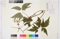 登錄號:S094751藏品圖，第1張