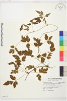 繡球藤藏品圖，第1張