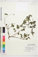 高山鐵線蓮藏品圖，第1張