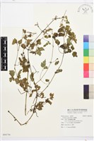 串鼻龍藏品圖，第1張