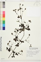 巴氏鐵線蓮藏品圖，第1張