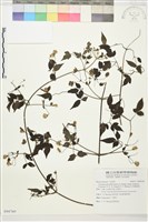 巴氏鐵線蓮藏品圖，第1張