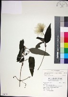 華中鐵線蓮藏品圖，第1張