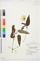 華中鐵線蓮藏品圖，第2張