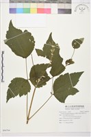 台灣牡丹藤、台灣草牡丹藏品圖，第2張