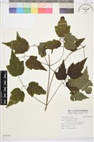 串鼻龍藏品圖，第1張
