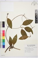 厚葉鐵線蓮藏品圖，第1張