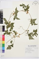 串鼻龍藏品圖，第1張