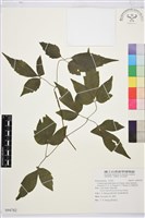 巴氏鐵線蓮藏品圖，第1張