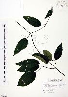 柱果鐵線蓮藏品圖，第1張