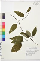 柱果鐵線蓮藏品圖，第2張