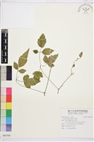 串鼻龍藏品圖，第1張