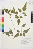 串鼻龍藏品圖，第1張