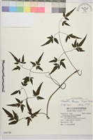 田村氏鐵線蓮藏品圖，第1張