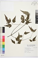 串鼻龍藏品圖，第1張