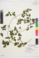 串鼻龍藏品圖，第1張