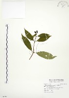 毛玉葉金花藏品圖，第1張