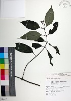 台北玉葉金花藏品圖，第1張