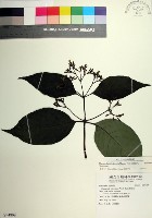 台北玉葉金花藏品圖，第1張