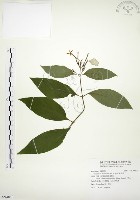 毛玉葉金花藏品圖，第1張