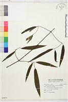 柱果鐵線蓮藏品圖，第2張