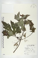 槭葉括摟藏品圖，第1張