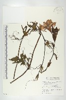 槭葉括摟藏品圖，第1張