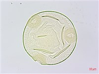 中華括樓藏品圖，第2張