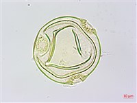 中華括樓藏品圖，第3張