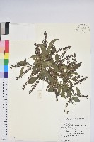 銳葉南燭藏品圖，第1張