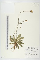 貓兒菊藏品圖，第1張