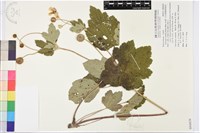 小白頭翁、野棉花藏品圖，第1張