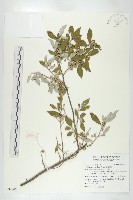 小葉胡頹子藏品圖，第1張