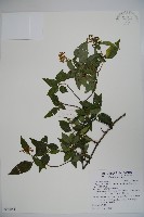 狹葉莢迷藏品圖，第1張