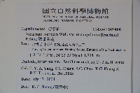 狹葉莢迷藏品圖，第2張