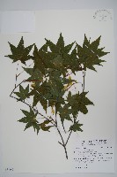 青楓藏品圖，第1張