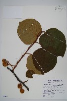 臺灣羊桃藏品圖，第1張