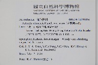 臺灣羊桃藏品圖，第2張