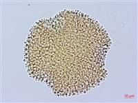 老鸛草藏品圖，第1張