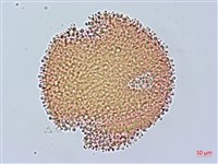 老鸛草藏品圖，第2張