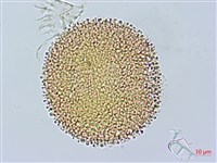 老鸛草藏品圖，第3張