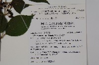 臺灣蝴蝶戲珠花、臺灣蝴蝶花藏品圖，第2張